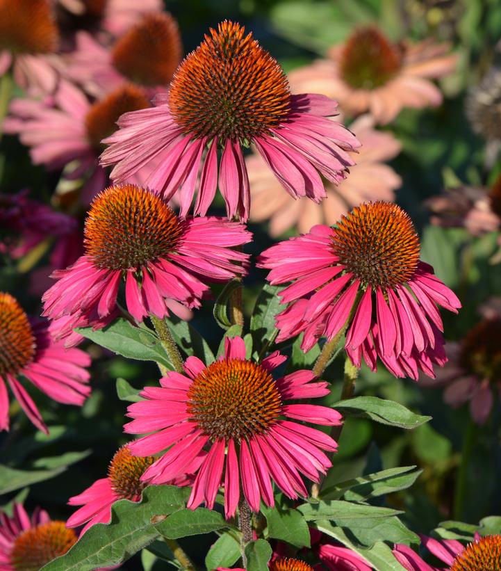 Echinacea Kismet™ Raspberry Echinacea Kismet™ Raspberry