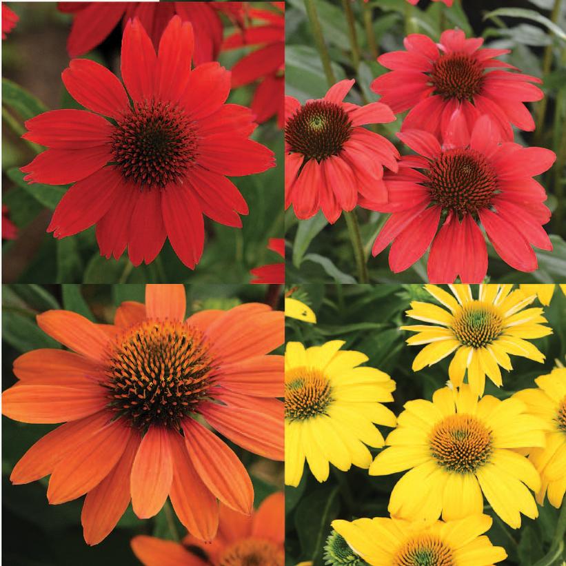 Echinacea purpurea Sombrero® Swirl Echinacea purpurea Sombrero® Swirl