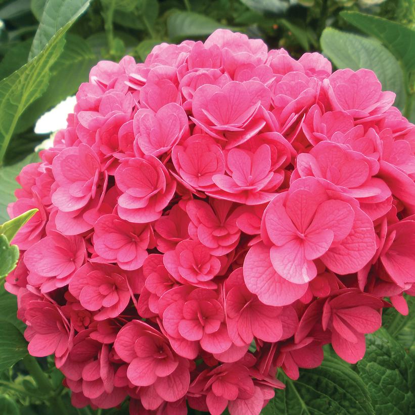 Hydrangea mac. Ruby Blossom Hydrangea mac. Ruby Blossom