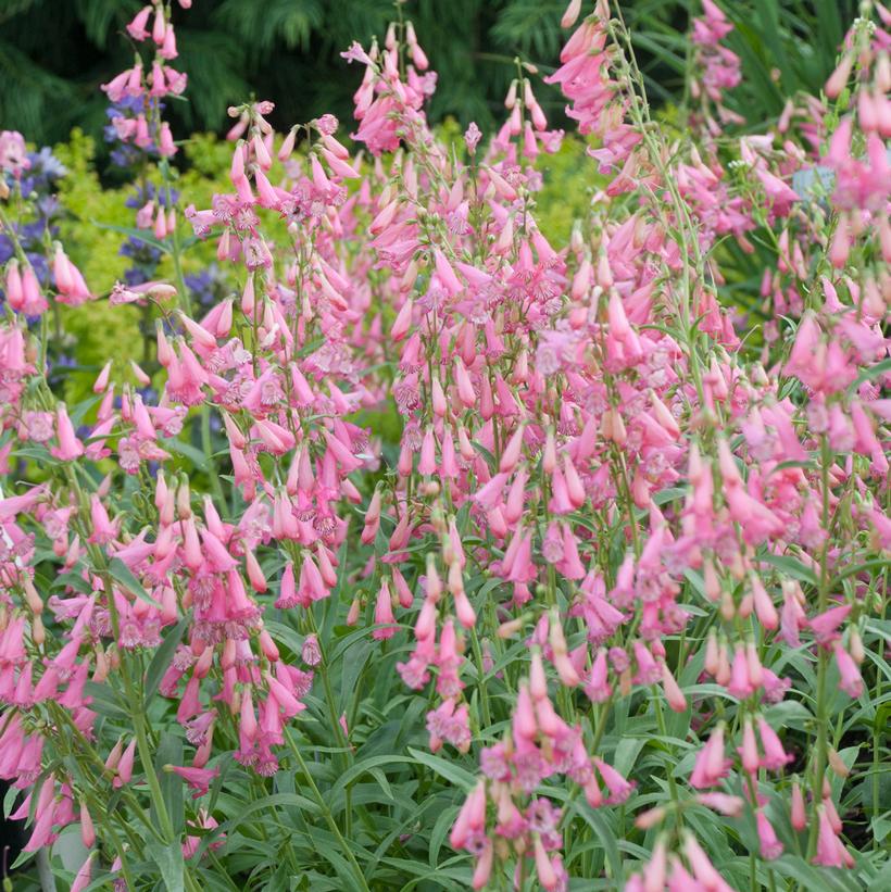 Penstemon barbatus 'Elfin Pink' Penstemon barbatus 'Elfin Pink'