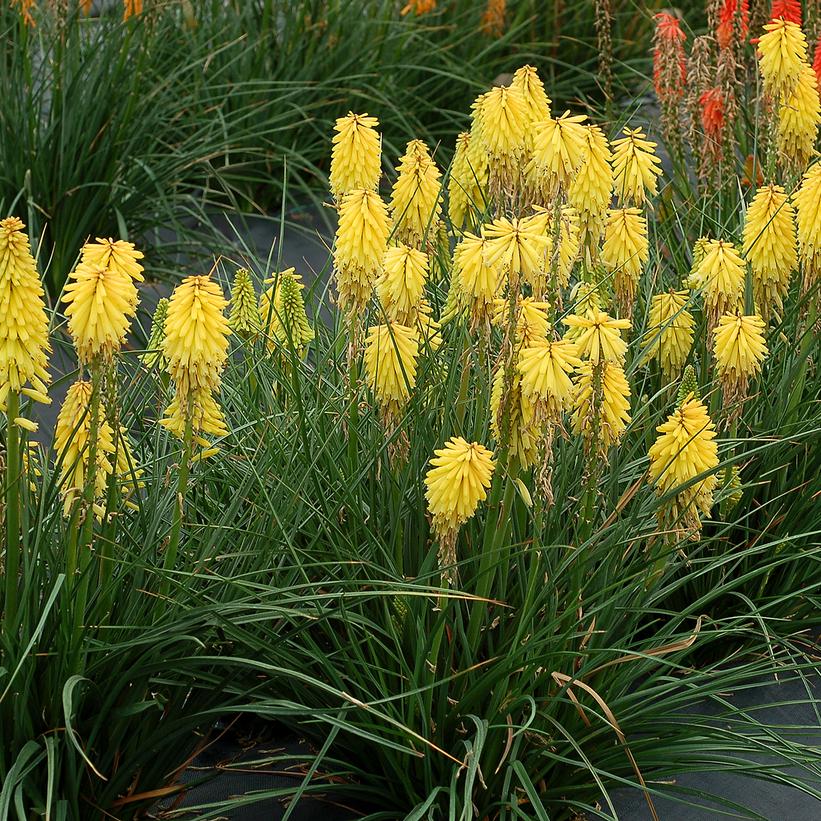 Kniphofia 'Poco Yellow' Kniphofia 'Poco Yellow'