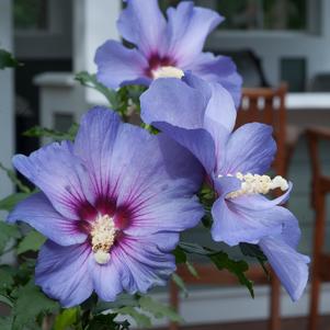 Hibiscus syriacus Azurri Blue Satin®… Hibiscus syriacus Azurri Blue Satin®…