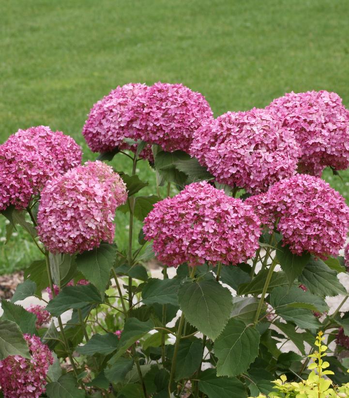 Hydrangea arborescens Invincibelle® … Hydrangea arborescens Invincibelle® …