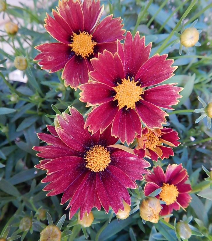 Coreopsis Li'l Bang™ 'Enchant… Coreopsis Li'l Bang™ 'Enchant…