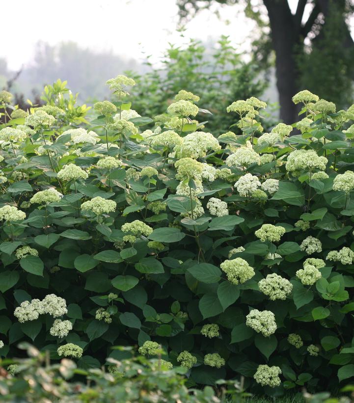 Hydrangea arborescens Lime Rickey® Hydrangea arborescens Lime Rickey®