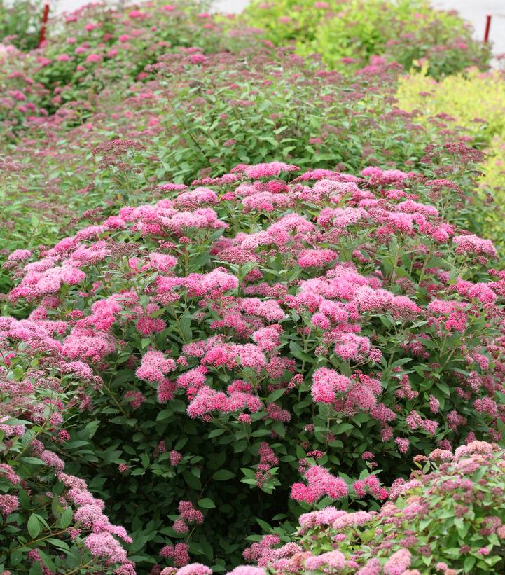 Spiraea jap. Double Play® Pink Spiraea jap. Double Play® Pink