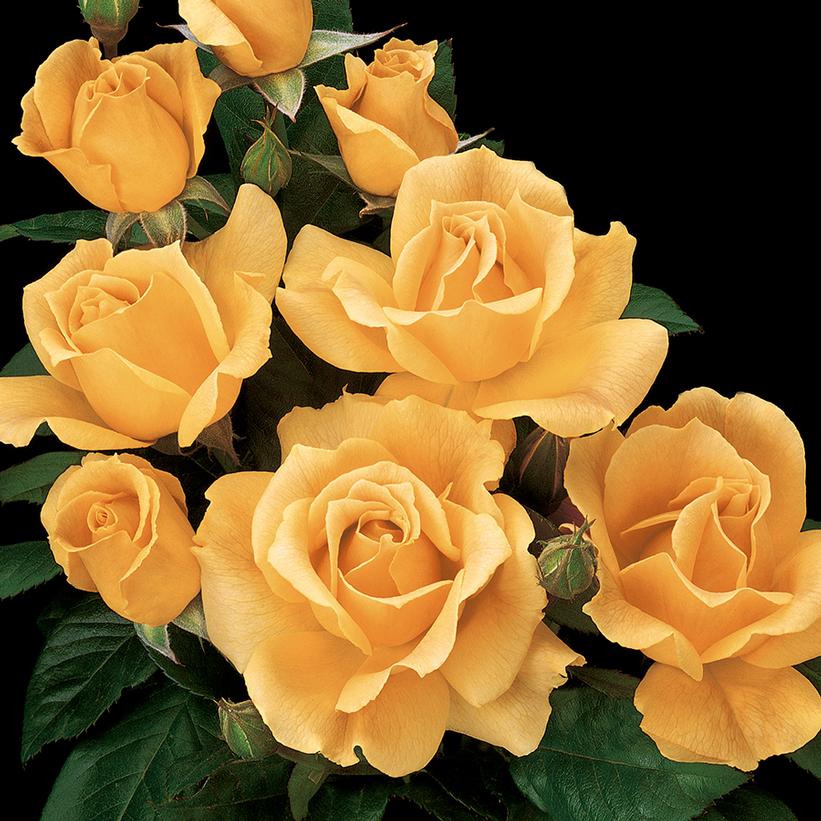 Rosa Easy-to-Love® Easy Going™ Rosa Easy-to-Love® Easy Going™