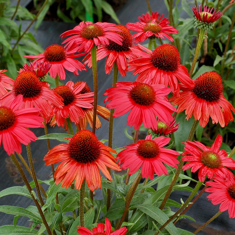Echinacea Kismet™ Red Echinacea Kismet™ Red