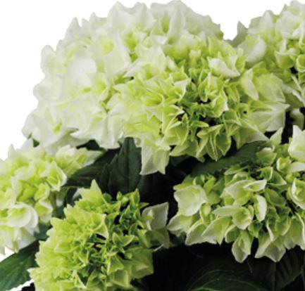 Hydrangea macrophylla 'White Shadow' Hydrangea macrophylla 'White Shadow'