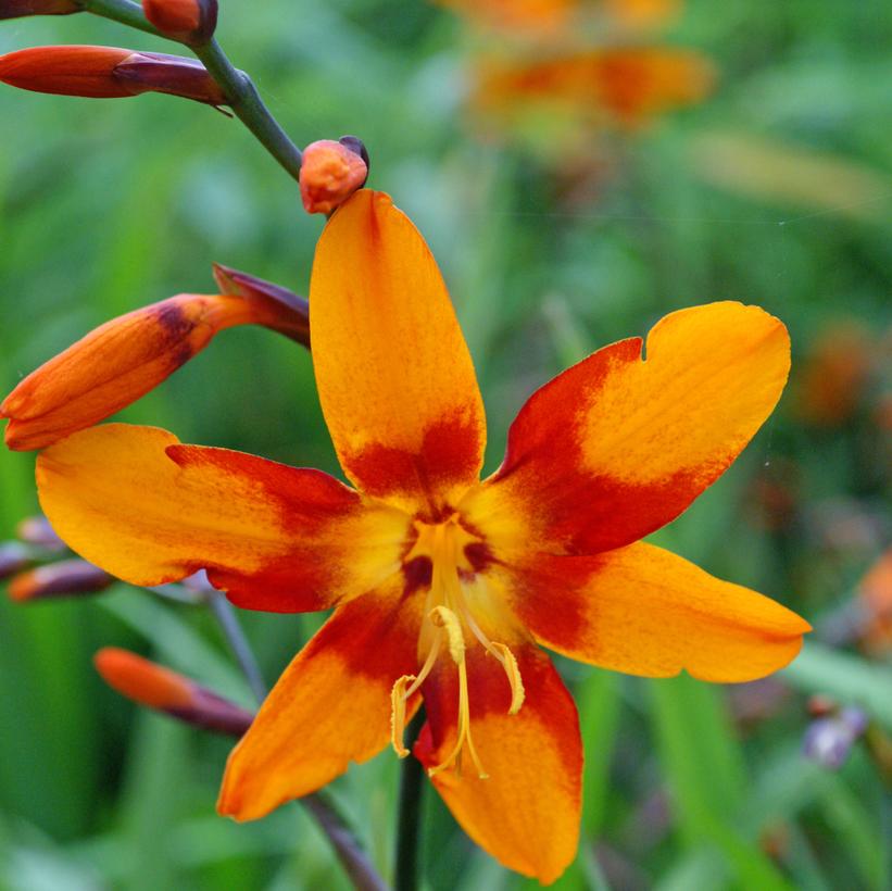 Crocosmia × crocosmiiflora Emily McK… Crocosmia × crocosmiiflora Emily McK…
