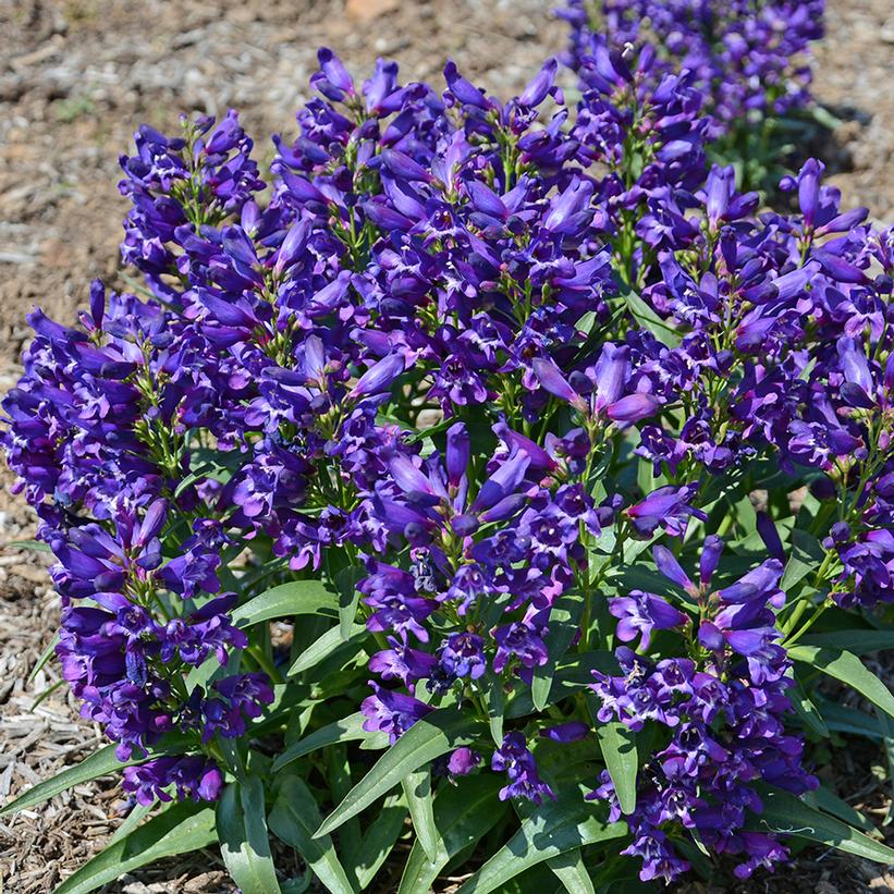 Penstemon Rock Candy® Purple Penstemon Rock Candy® Purple