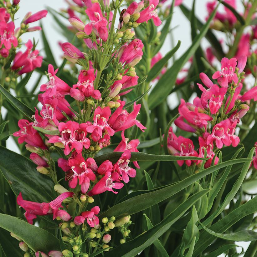 Penstemon Rock Candy® Ruby Penstemon Rock Candy® Ruby