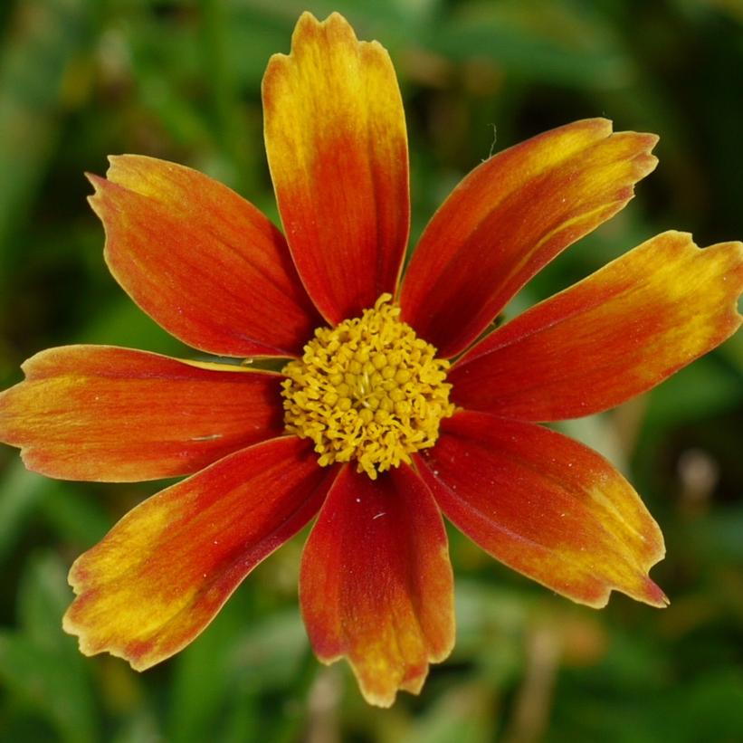 Coreopsis Li'l Bang™ 'Orange … Coreopsis Li'l Bang™ 'Orange …