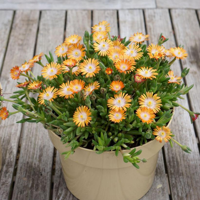 Delosperma cooperi Jewel of the Dese… Delosperma cooperi Jewel of the Dese…