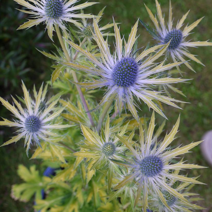 Eryngium zabelli Neptune's Gold' Eryngium zabelli Neptune's Gold'