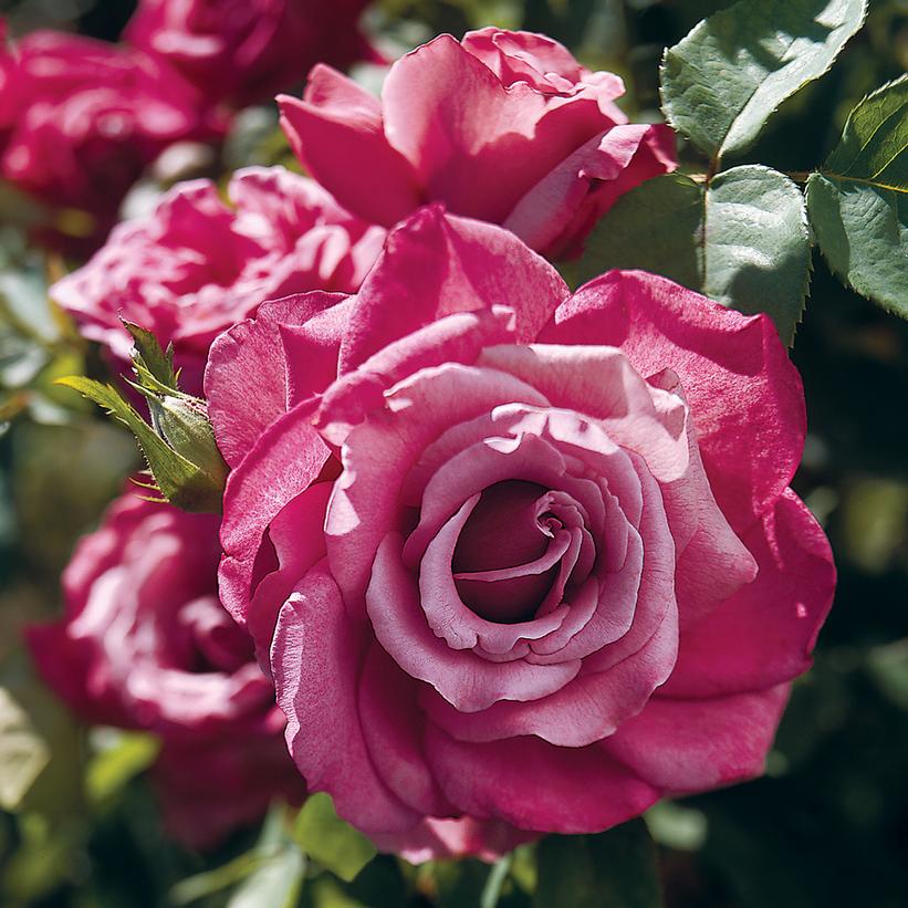 Rosa Heirloom' Rosa Heirloom'
