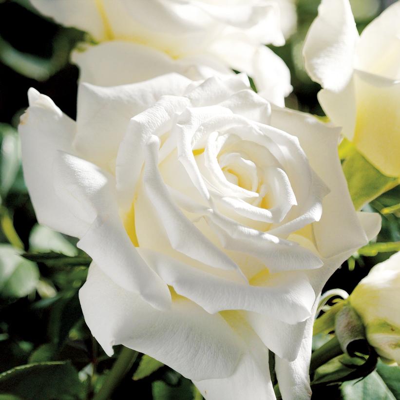 Rosa Pope John Paul II' Rosa Pope John Paul II'