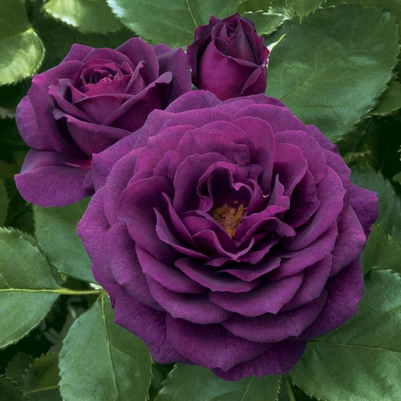 Rosa Ebb Tide™ Rosa Ebb Tide™
