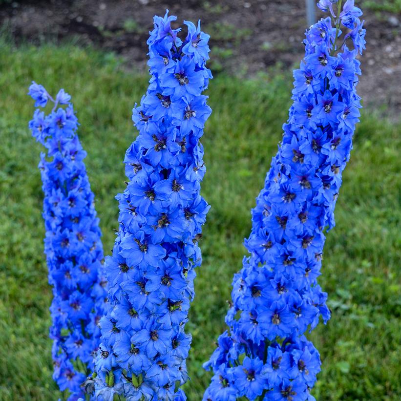 Delphinium elatum 'Millon Dollar Blue' Delphinium elatum 'Millon Dollar Blue'