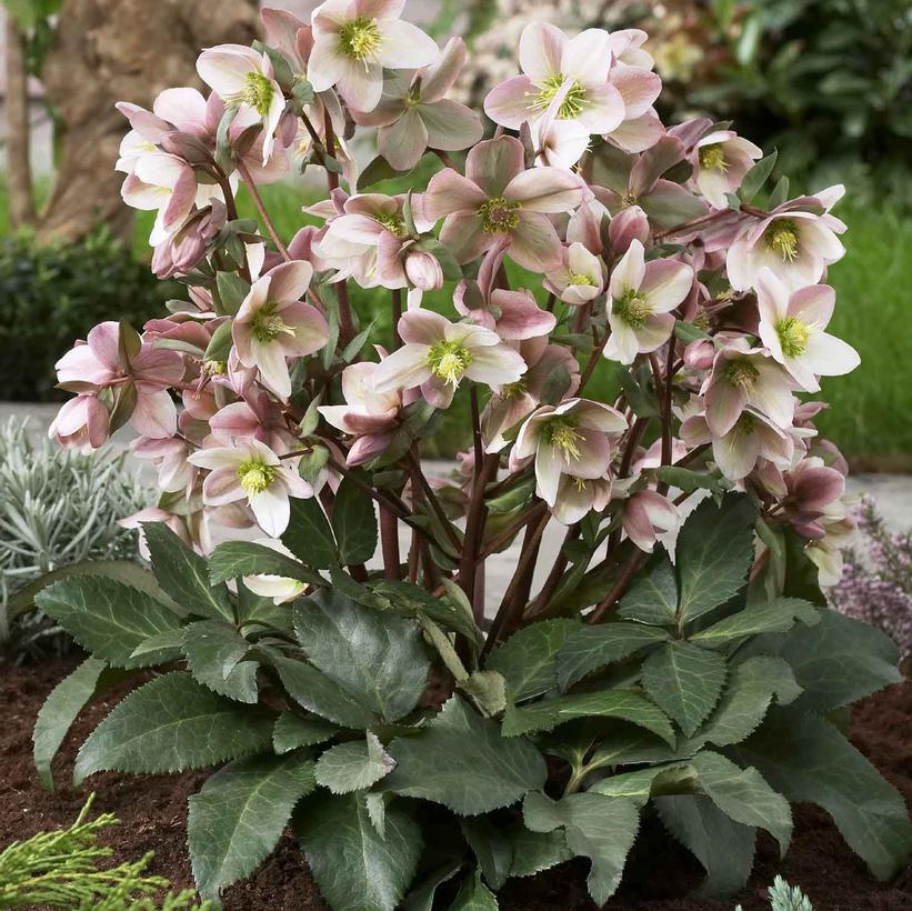 Helleborus Pirouette Helleborus Pirouette