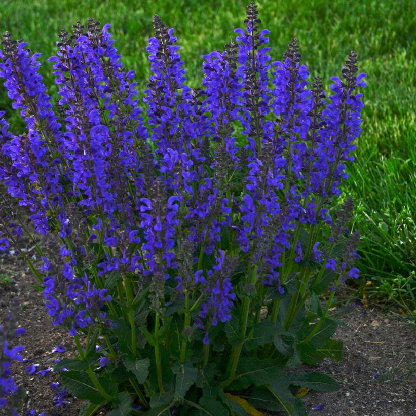 Salvia Fashionista™ 'Midnight… Salvia Fashionista™ 'Midnight…