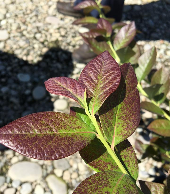 Vaccinium x Cabernet Splash™ Vaccinium x Cabernet Splash™