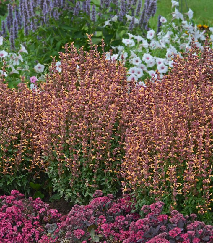 Agastache rupestris 'Peechie Keen' Agastache rupestris 'Peechie Keen'
