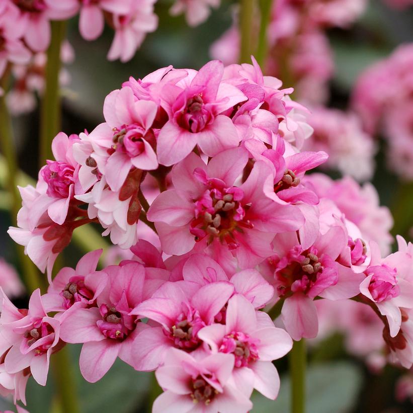 Bergenia Dragonfly™ 'Sakura' Bergenia Dragonfly™ 'Sakura'