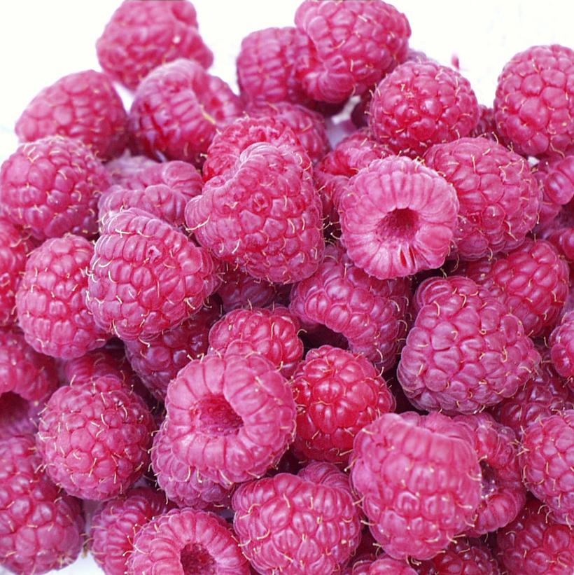 Rubus `Rockin` Double Raspberry` Rubus `Rockin` Double Raspberry`