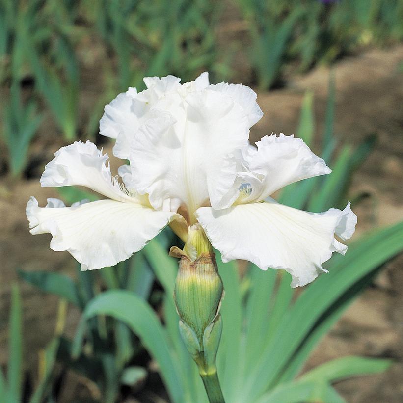 Iris germanica Mesmerizer Iris germanica Mesmerizer