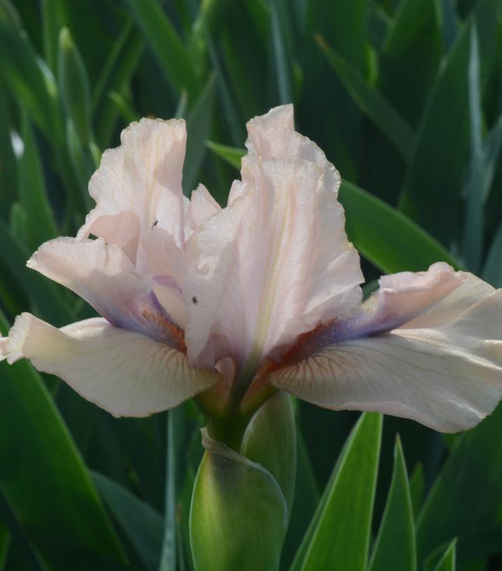 Iris germanica Concertina Iris germanica Concertina