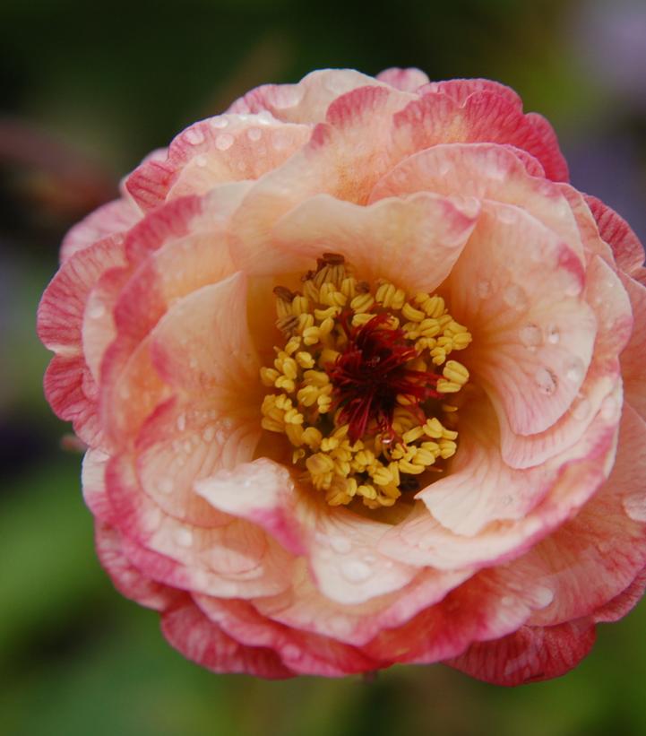 Geum Cocktail™ 'Cosmopolitan' Geum Cocktail™ 'Cosmopolitan'