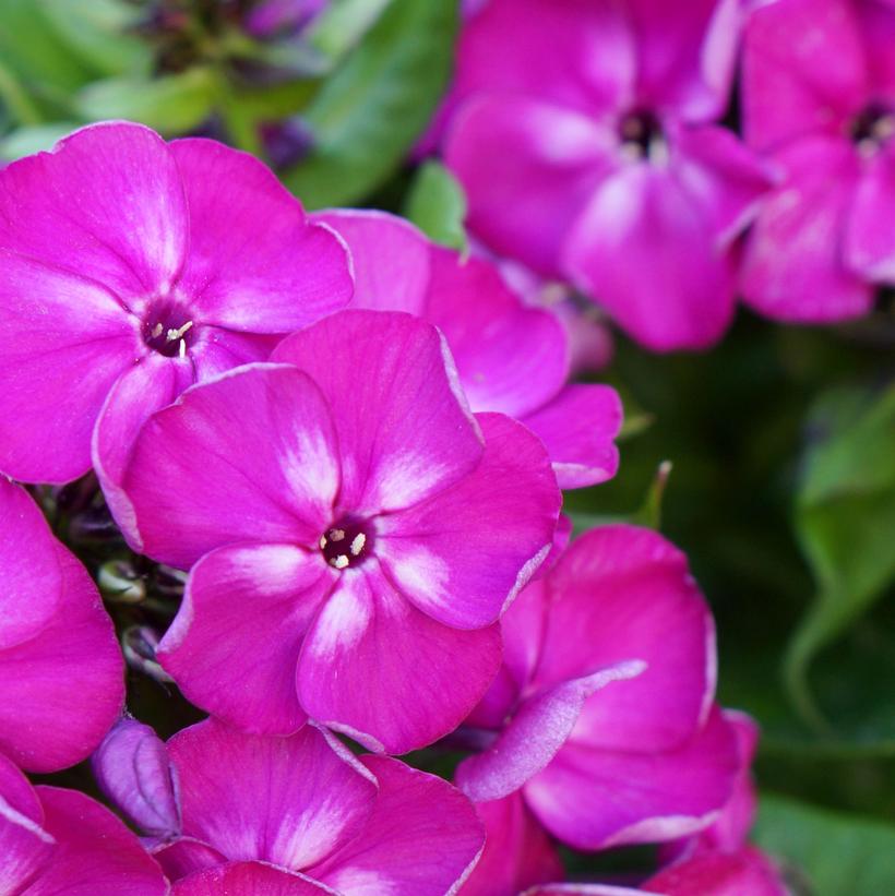 Phlox paniculata Bambini® Desire Phlox paniculata Bambini® Desire