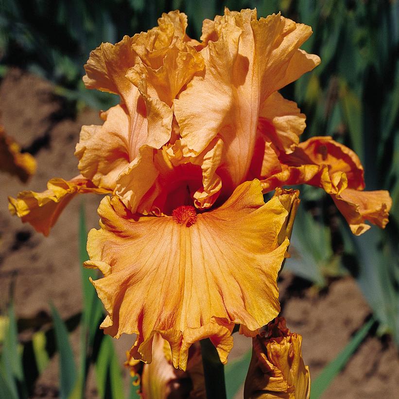 Iris germanica Cordoba Iris germanica Cordoba