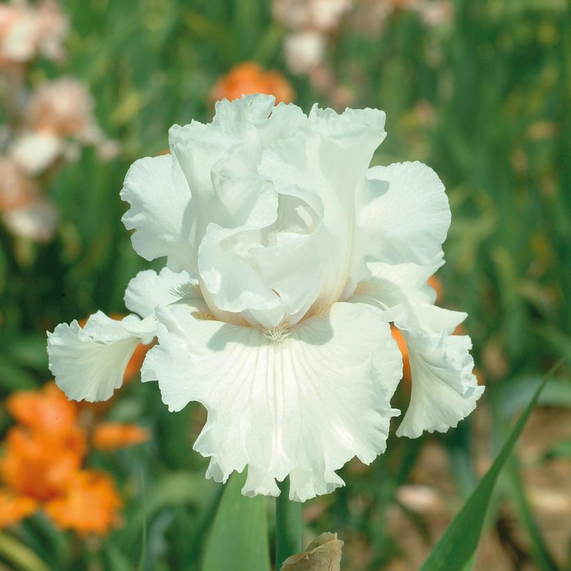 Iris germanica Mr. Moonlight Iris germanica Mr. Moonlight