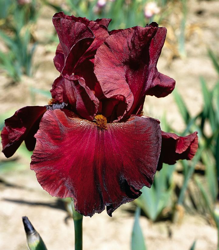 Iris germanica Red Masterpiece Iris germanica Red Masterpiece