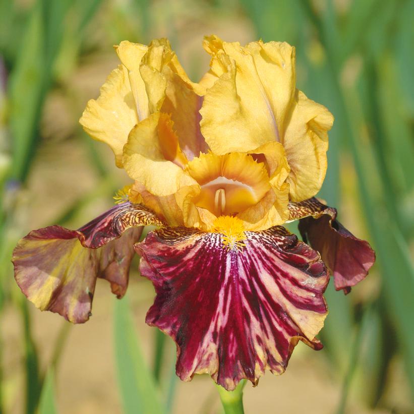Iris germanica Ziggy Iris germanica Ziggy