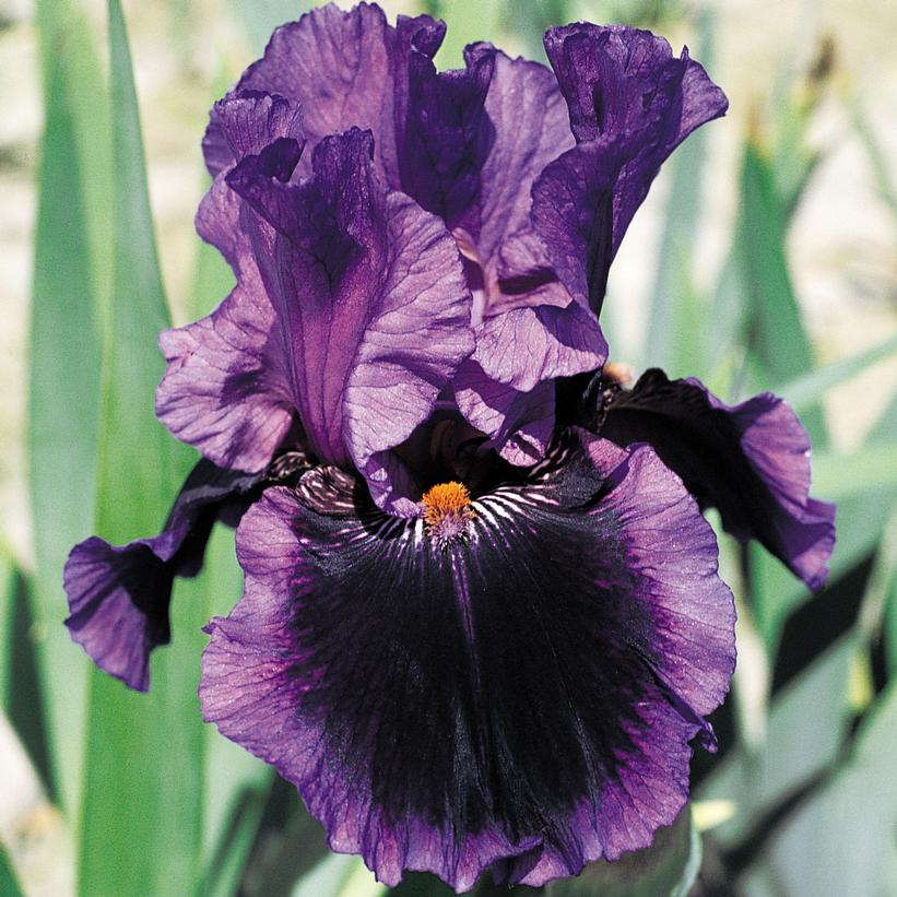 Iris germanica Pagan Dance Iris germanica Pagan Dance