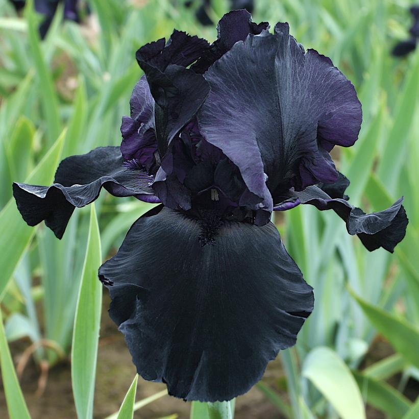 Iris germanica Blackwater Iris germanica Blackwater