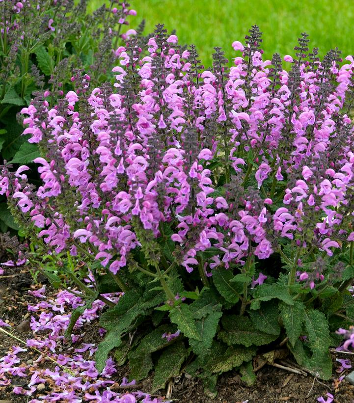 Salvia Fashionista™ 'Pretty i… Salvia Fashionista™ 'Pretty i…
