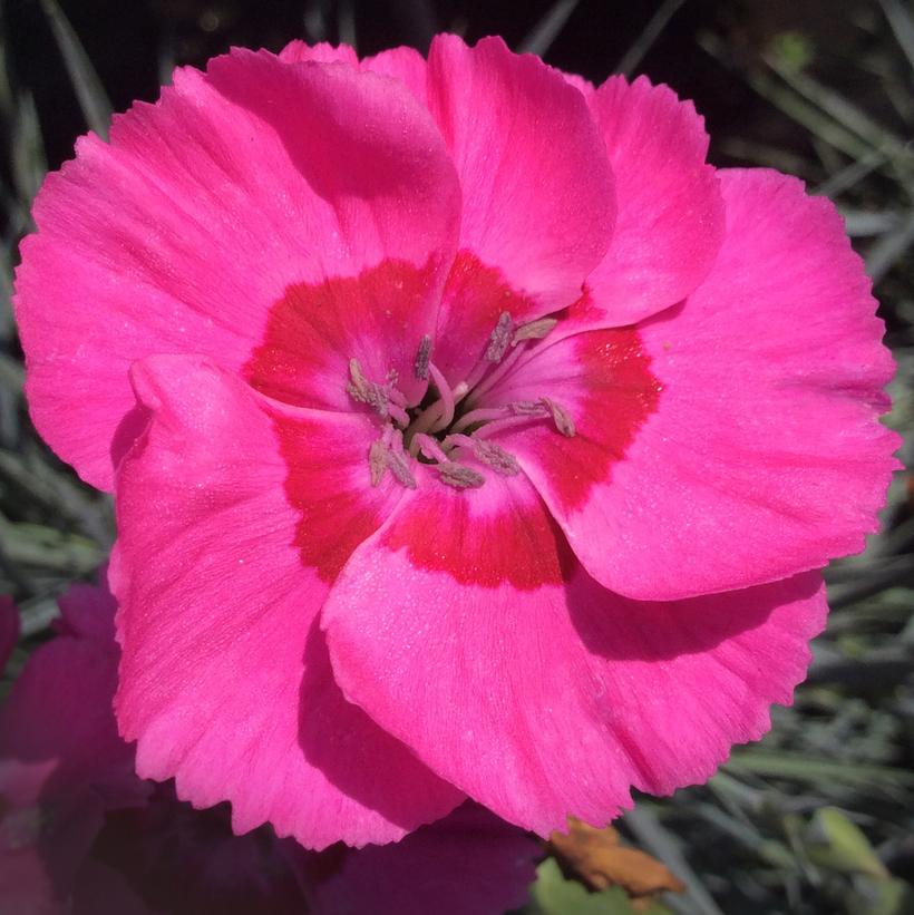 Dianthus AMERICAN PIE™ 'Bumbl… Dianthus AMERICAN PIE™ 'Bumbl…