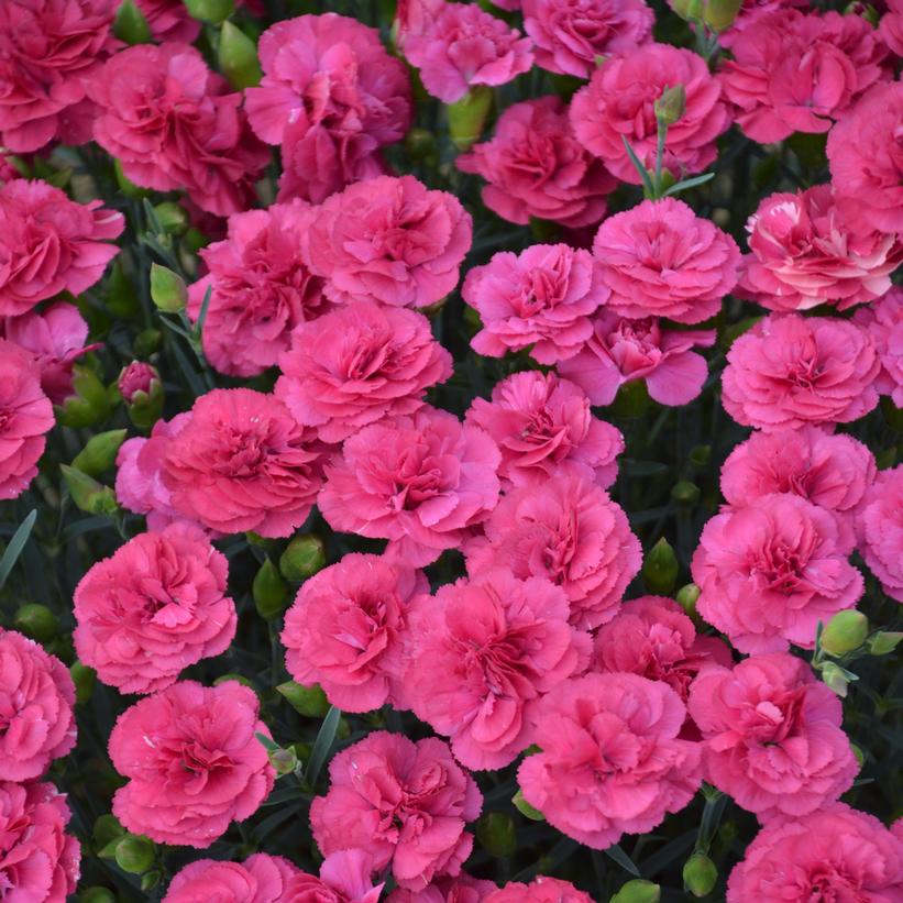 Dianthus PRETTY POPPERS™ 'Dou… Dianthus PRETTY POPPERS™ 'Dou…