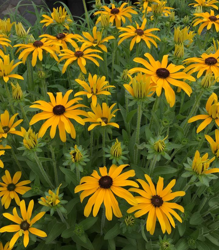Rudbeckia x Glitters Like Gold' Rudbeckia x Glitters Like Gold'
