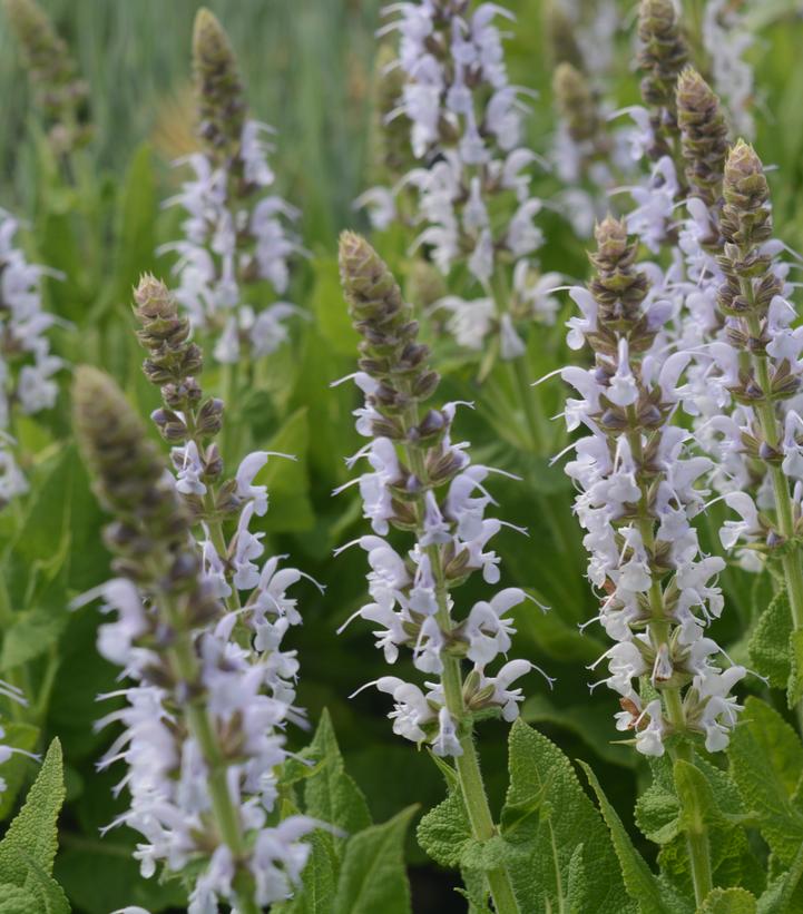 Salvia nemerosa Bumblesky' Salvia nemerosa Bumblesky'