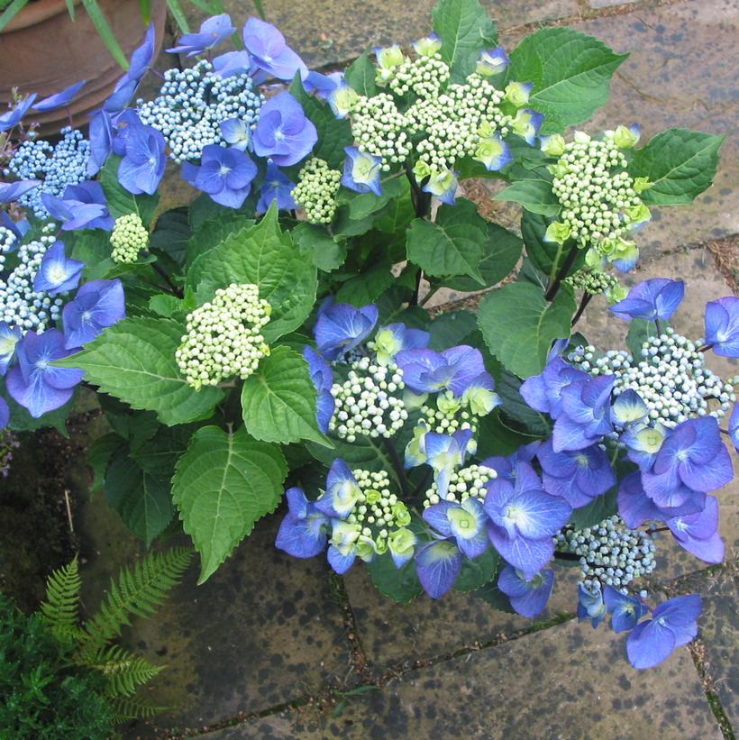 Hydrangea macrophylla Zorro' Hydrangea macrophylla Zorro'