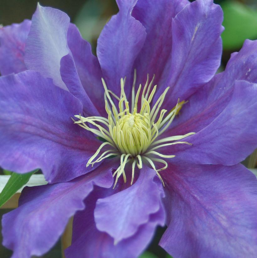 Clematis Chevalier™ Clematis Chevalier™