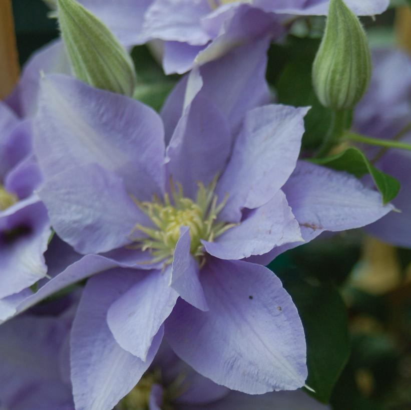 Clematis Cezanne™ Clematis Cezanne™