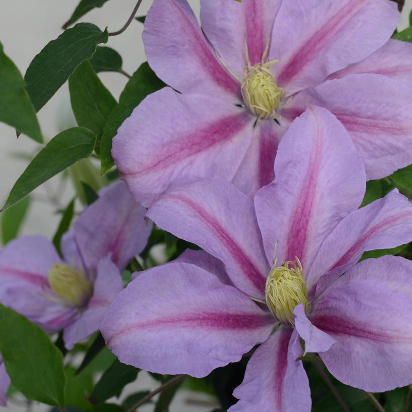 Clematis Volunteer™ Clematis Volunteer™