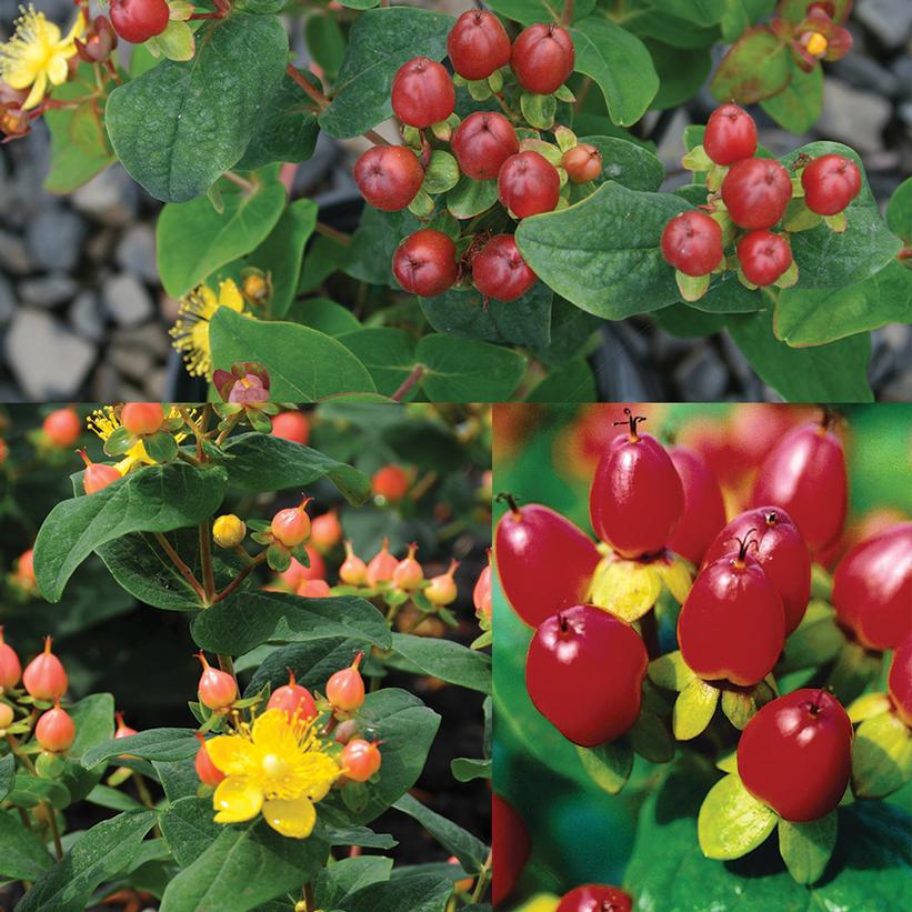 Hypericum Summer Salsa Mix Hypericum Summer Salsa Mix