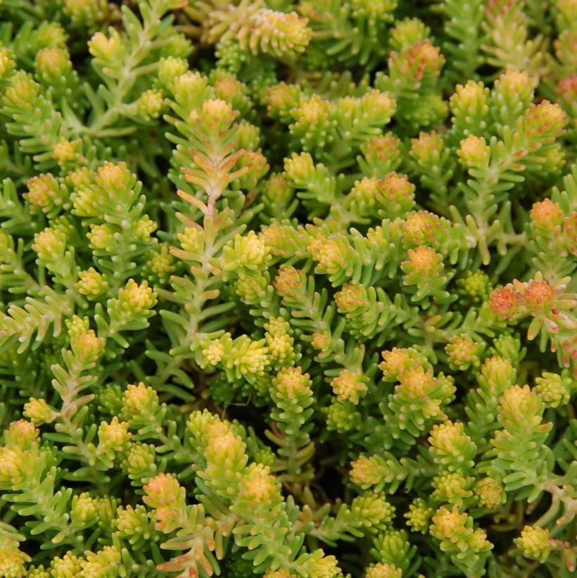Sedum 'Golddigger' Sedum 'Golddigger'